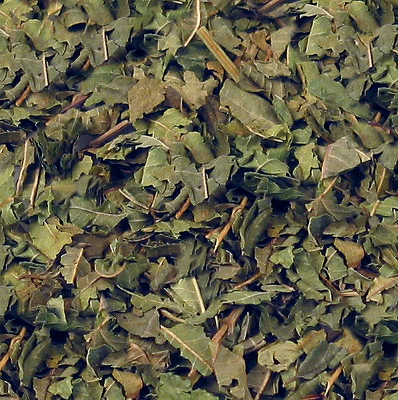 Zitronenverbene/ Zitronenkraut (falsches Eisenkraut / Verveine), geschnitten