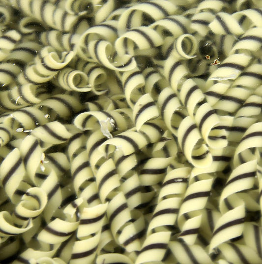 Deko-Aufleger "Tornado" - Lockenform, weisse/dunkle Schokolade, ca. 10x62 mm, 800 g