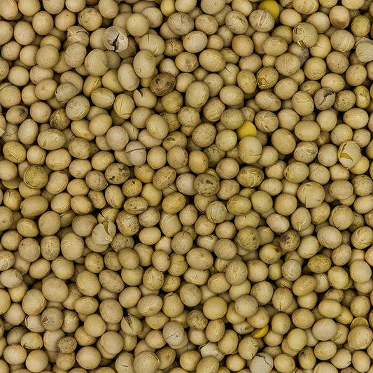 Soja Bohnen, Europa, BIO, 1 kg