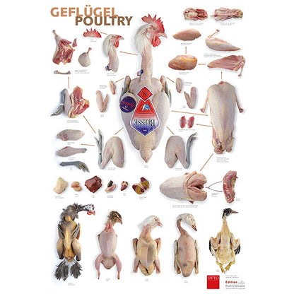 Port Culinaire - Küchenposter Geflügel (59,4 x 84cm), 1 St