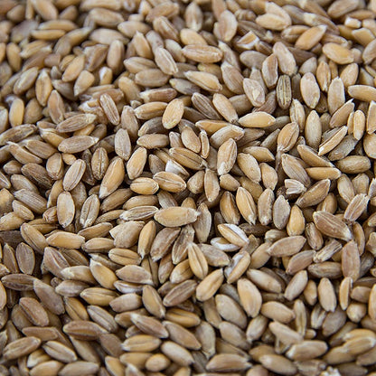 Emmer Weizen (Zweikorn), ganz, BIO, 1 kg