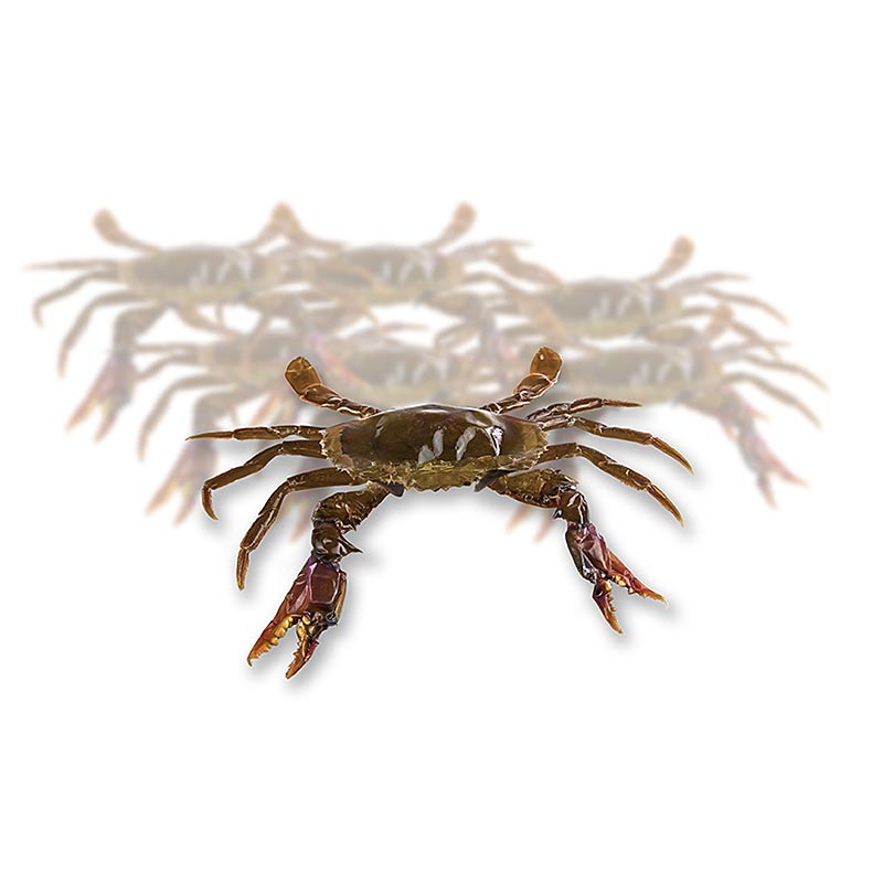 Soft Shell Mangroven Krabben, Prime, Paitoon, TK, 1 kg, 12 St