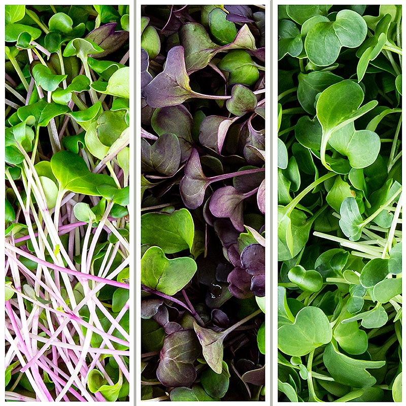 vollgepackt Microgreens MIX "Rettich Radieschen"